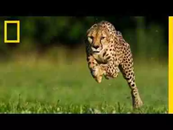 Video: Cheetahs on the Run | Nat Geo Live National Geographic